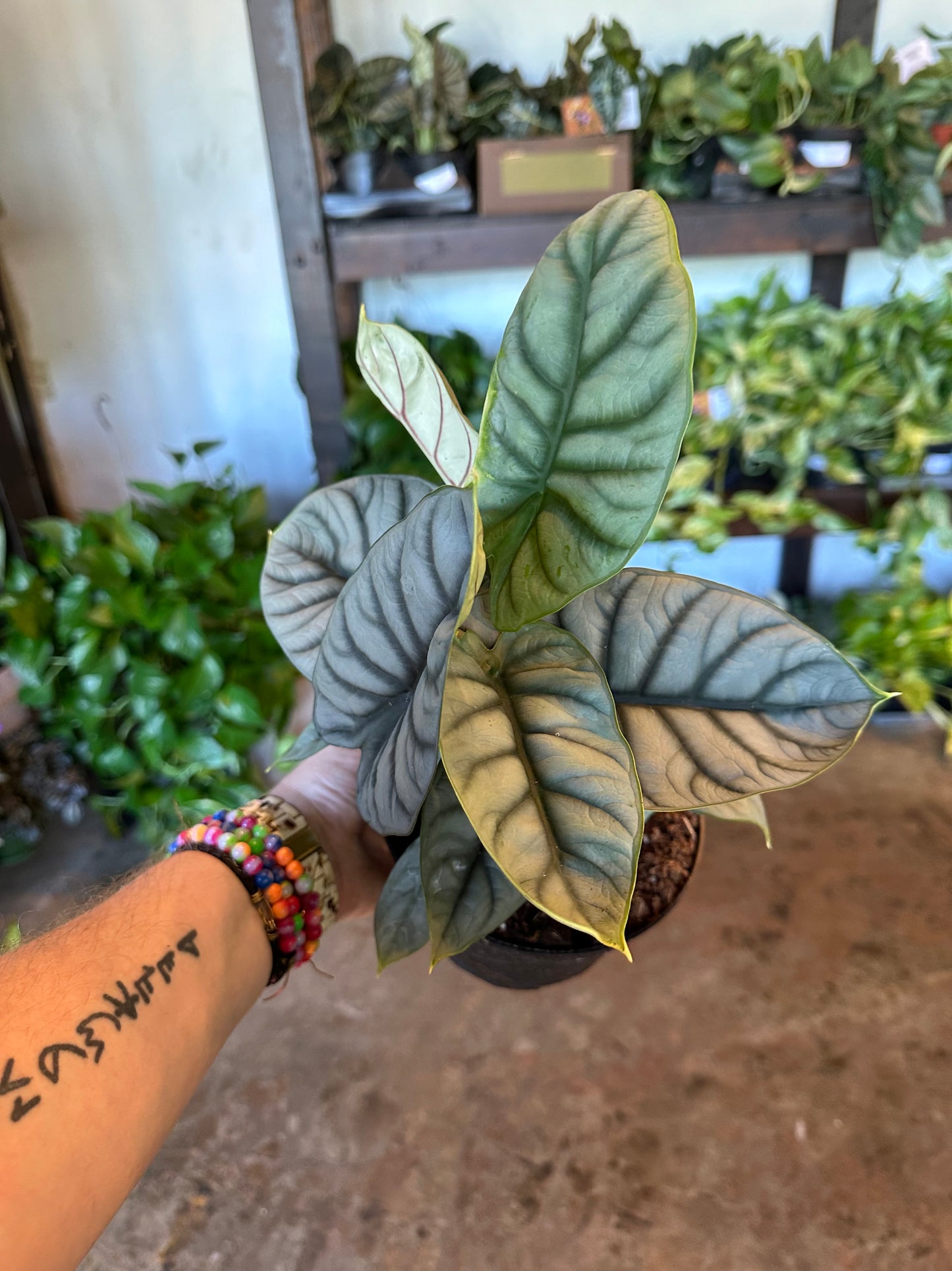 alocasia baginda (silver dragon) shop now at flower + furbishalocasia, bright light, toxic