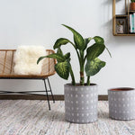 spot on pot plant pot from flower + furbish Shop now at flower + furbish