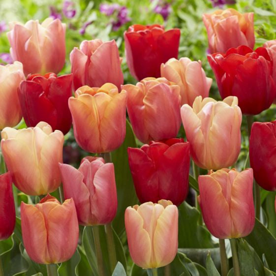 triumph tulip jimmy mixture shop now at flower + furbishBulbs, garden, shipping