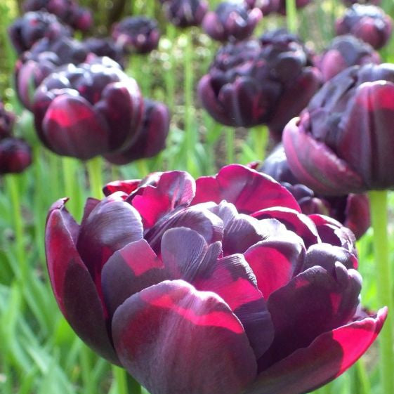 tulip black hero shop now at flower + furbishBulbs, garden, shipping