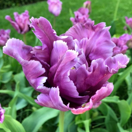 tulip blue parrot shop now at flower + furbishBulbs, garden, shipping