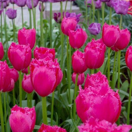 tulip burgundy lace shop now at flower + furbishBulbs, garden, shipping