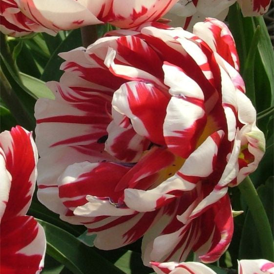 tulip carnival de nice shop now at flower + furbishBulbs, garden, shipping