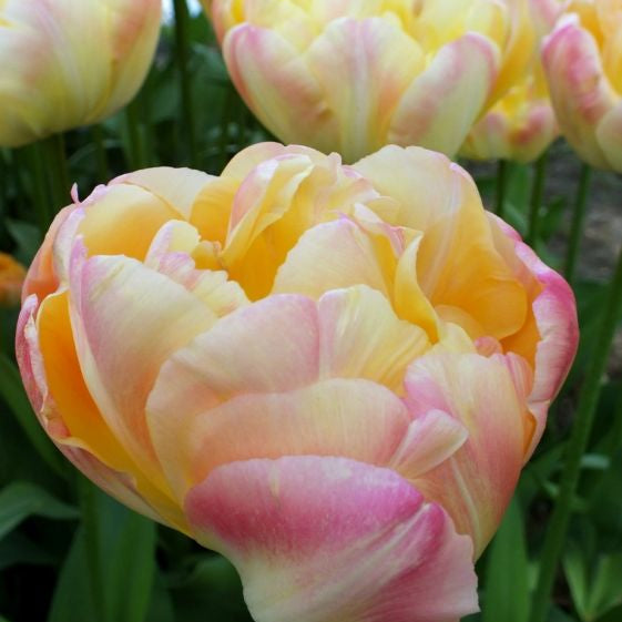 tulip creme upstar shop now at flower + furbishBulbs, garden, shipping