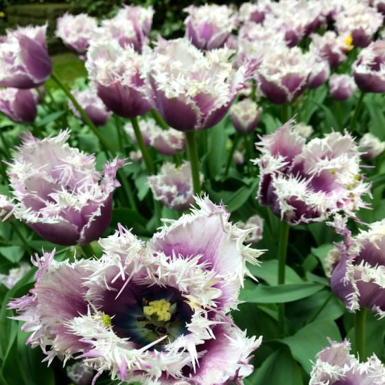 tulip cummins shop now at flower + furbishBulbs, garden, shipping