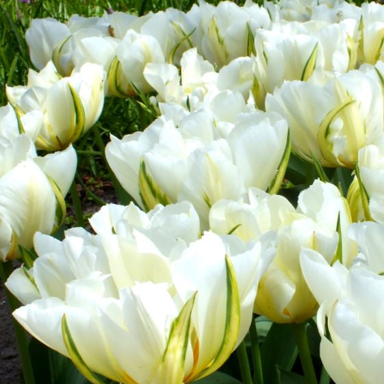 tulip exotic emperor shop now at flower + furbishBulbs, garden, shipping