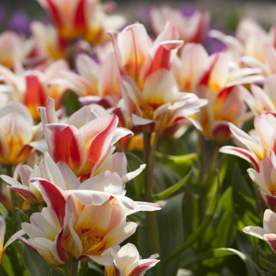 tulip floresta shop now at flower + furbishBulbs, garden, shipping