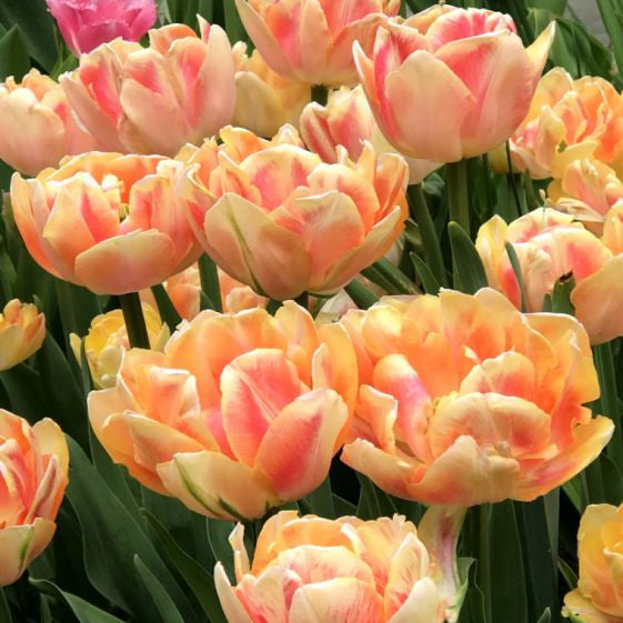 tulip foxy foxtrot shop now at flower + furbishBulbs, garden, shipping