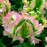 tulip green wave shop now at flower + furbishBulbs, garden, shipping