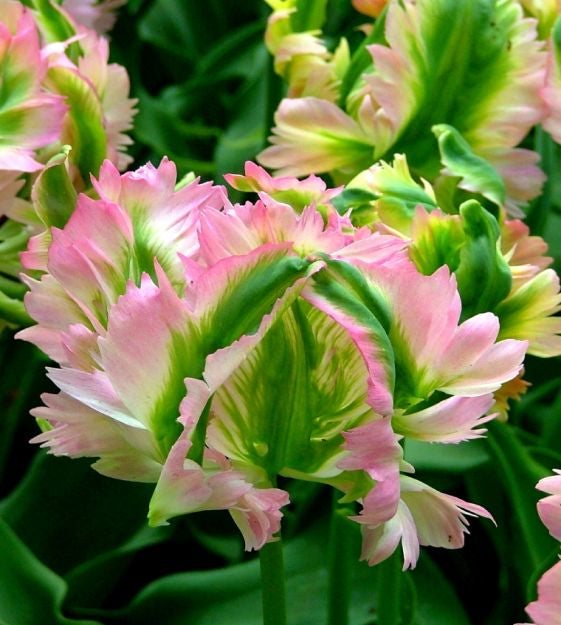 tulip green wave shop now at flower + furbishBulbs, garden, shipping