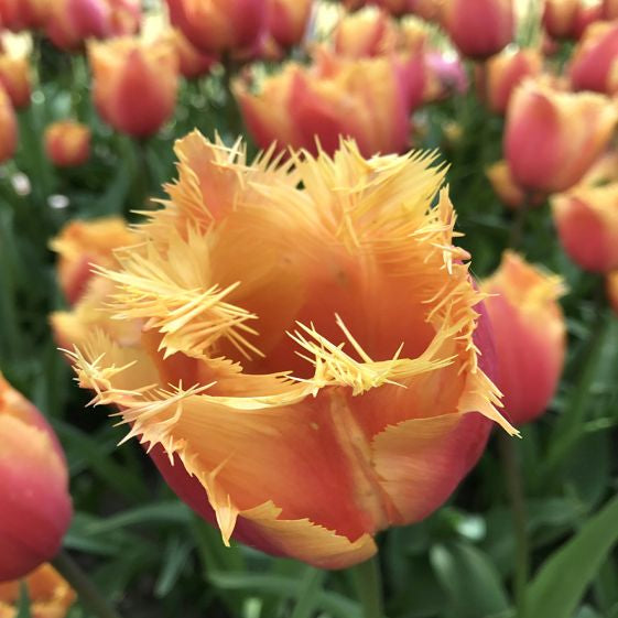 tulip lambada shop now at flower + furbishBulbs, garden, shipping