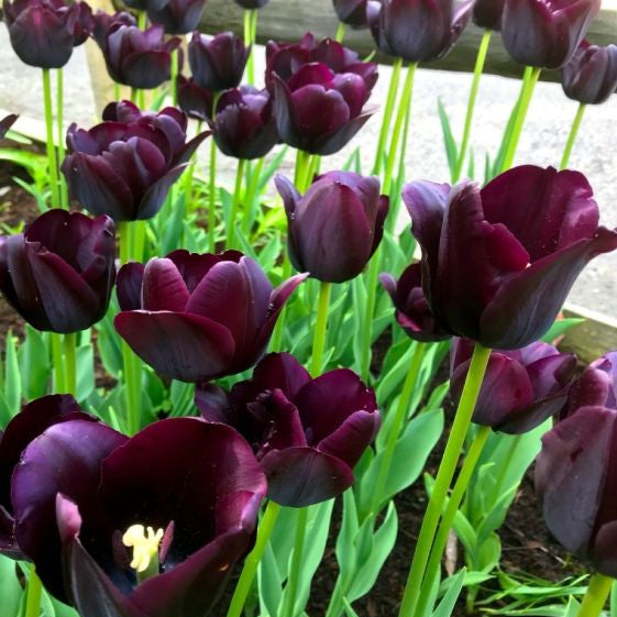 tulip paul scherer shop now at flower + furbishBulbs, garden, shipping