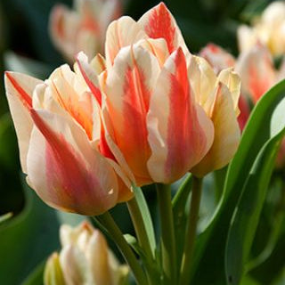 tulip quebec shop now at flower + furbishBulbs, garden, shipping