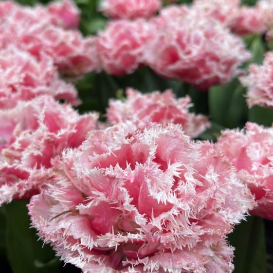 tulip queensland shop now at flower + furbishBulbs, garden, shipping