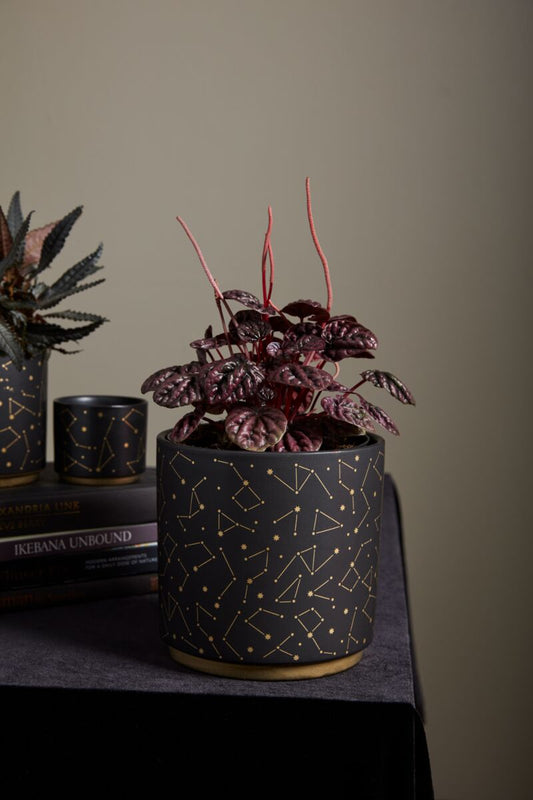 universe pot pot from flower + furbish Shop now at flower + furbish