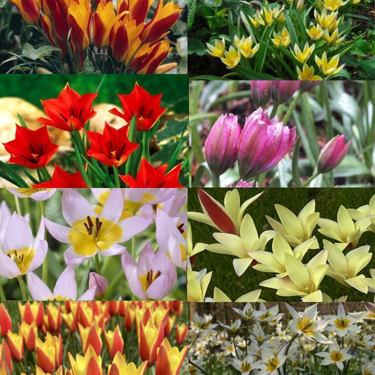 the wild species tulipa mixture shop now at flower + furbishBulbs, garden, shipping