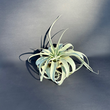 airplant (tillandsia xerographica) shop now at flower + furbishairplant