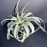 airplant (tillandsia xerographica) shop now at flower + furbishairplant